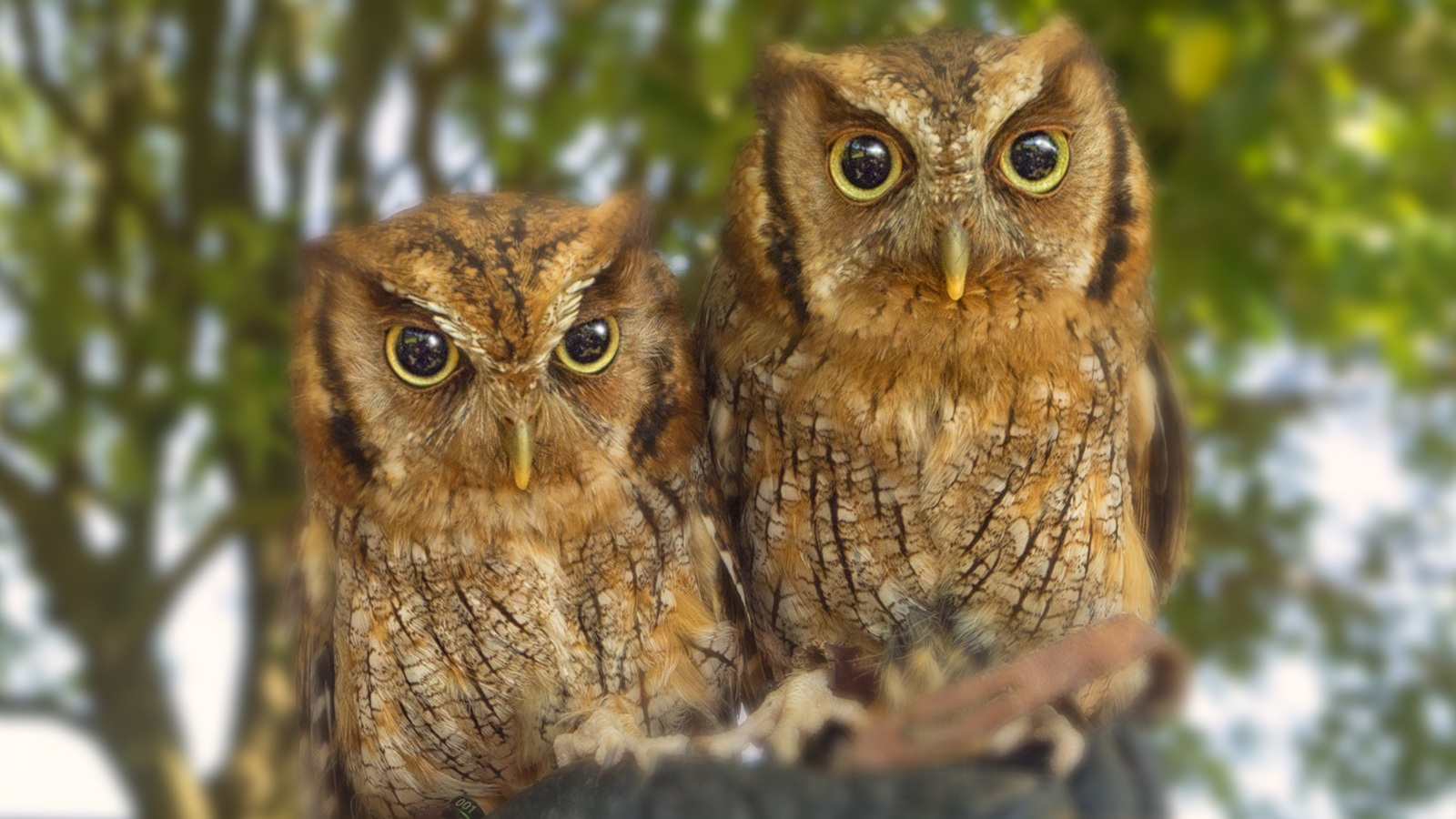 Two owls sitting next to each other in a tree.