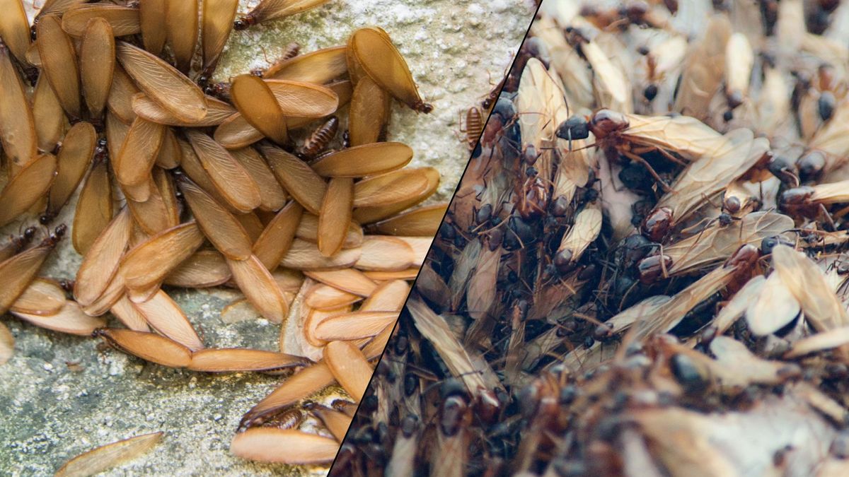 A picture of termites contrasted against a picture of flying ants