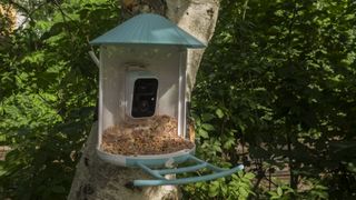 Netuve Birdfy camera attached to a tree with tray full of bird seed
