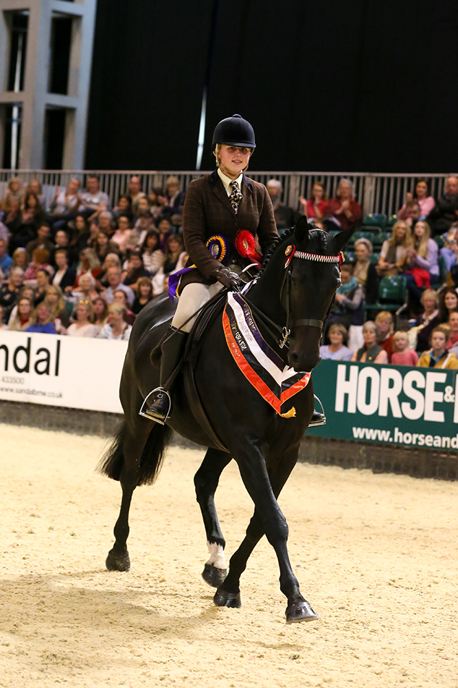 SEIB Search For A Star Hack &amp;amp; Riding Horse