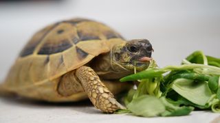 Tortoise eating lambs lettuce