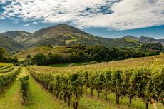 AOC vineyard of Iroul&eacute;guy with view of the Pyrenees mountains of the Pays Basque, Iroul&eacute;guy, France