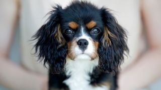 Cavalier King Charles Spaniel