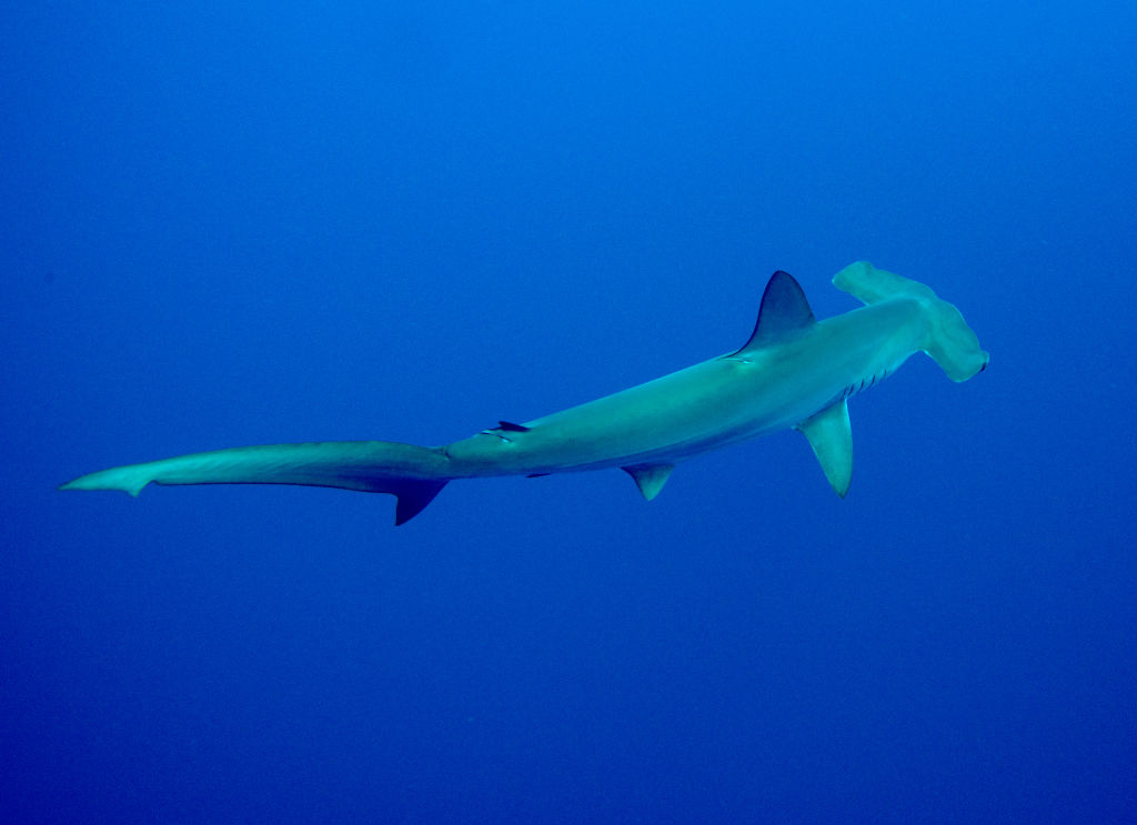 Hammerhead shark.