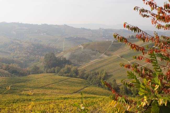 Barolo 2014 preview