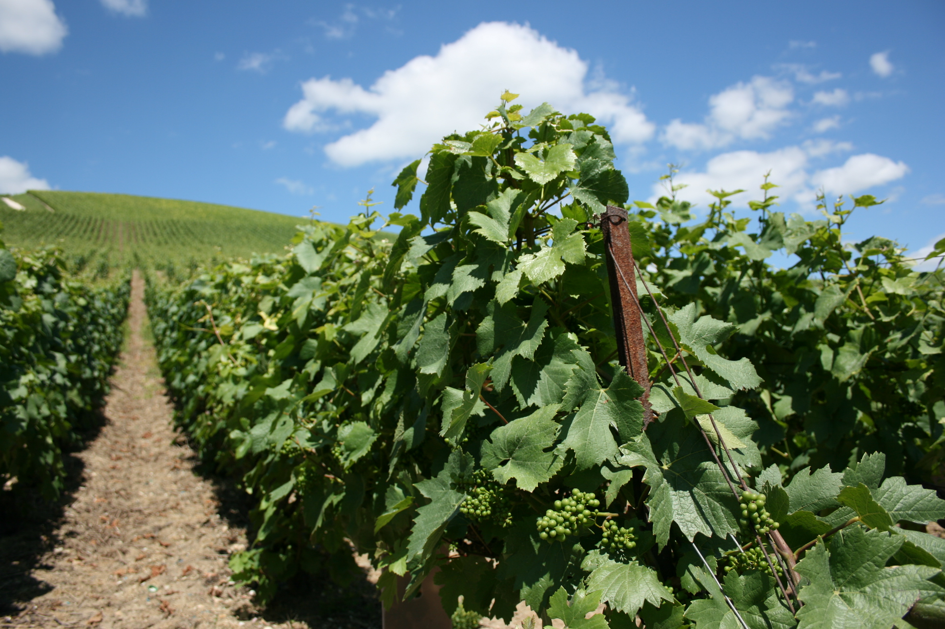 Jefford Pinot vines A&Atilde;&iquest;