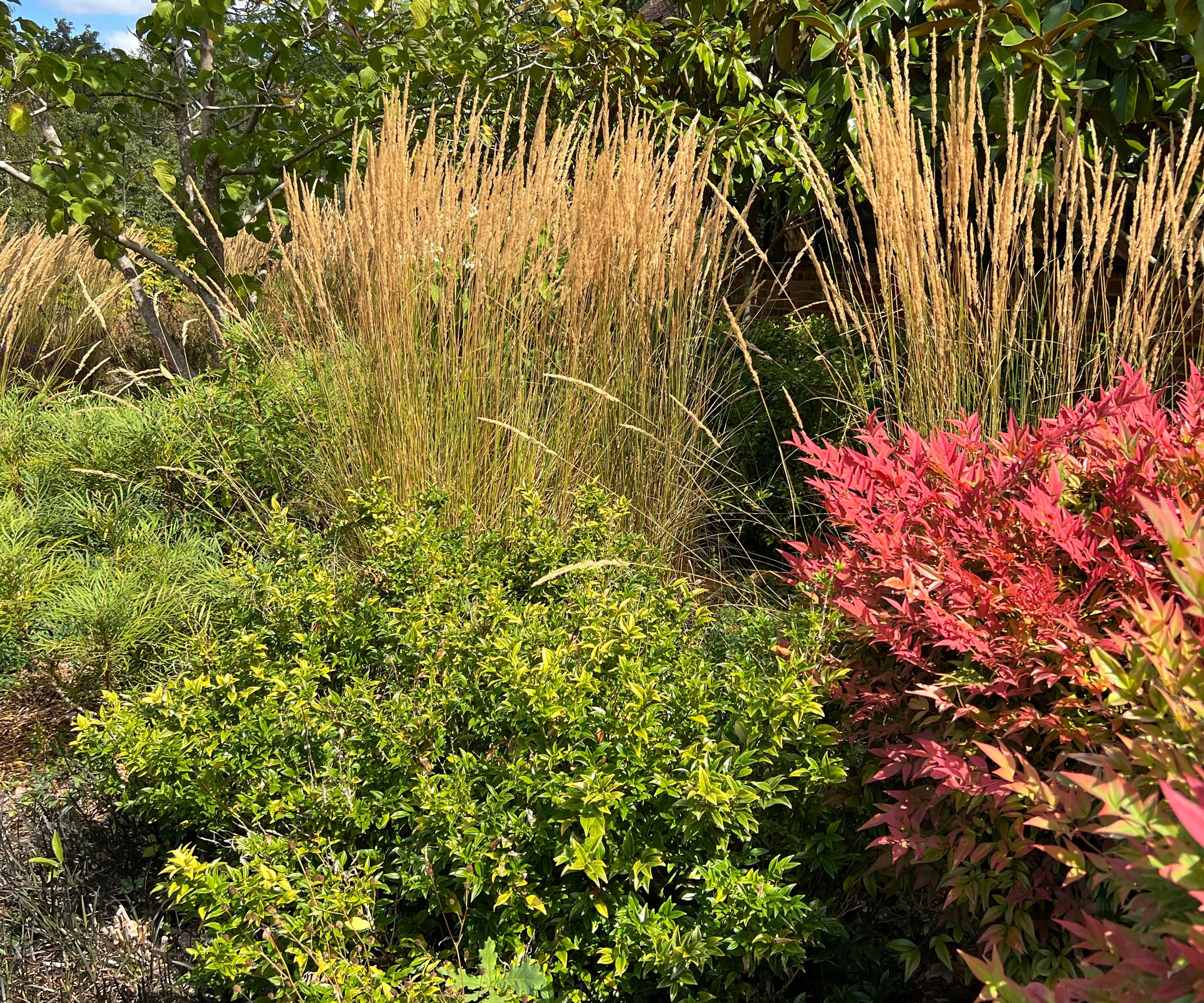 sweet box in garden border with other shrubs and plants