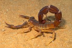 A <em>Parabuthus</em> scorpion in the Kalahari desert, South Africa.