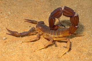 A <em>Parabuthus</em> scorpion in the Kalahari desert, South Africa.