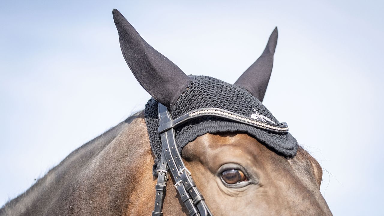 Veredus fly fringe review