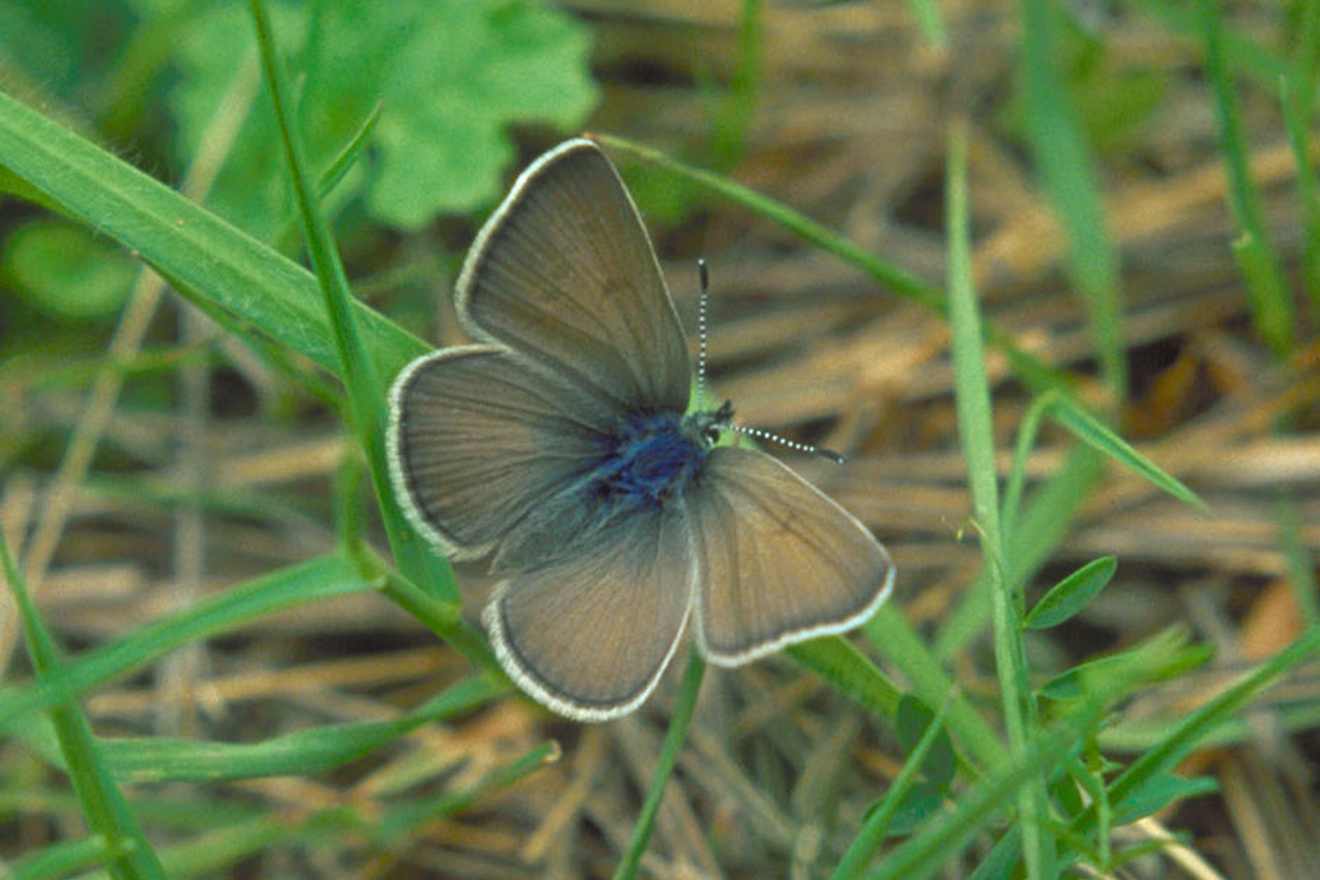 a close-up of a Fender&#039;s blue butterfly