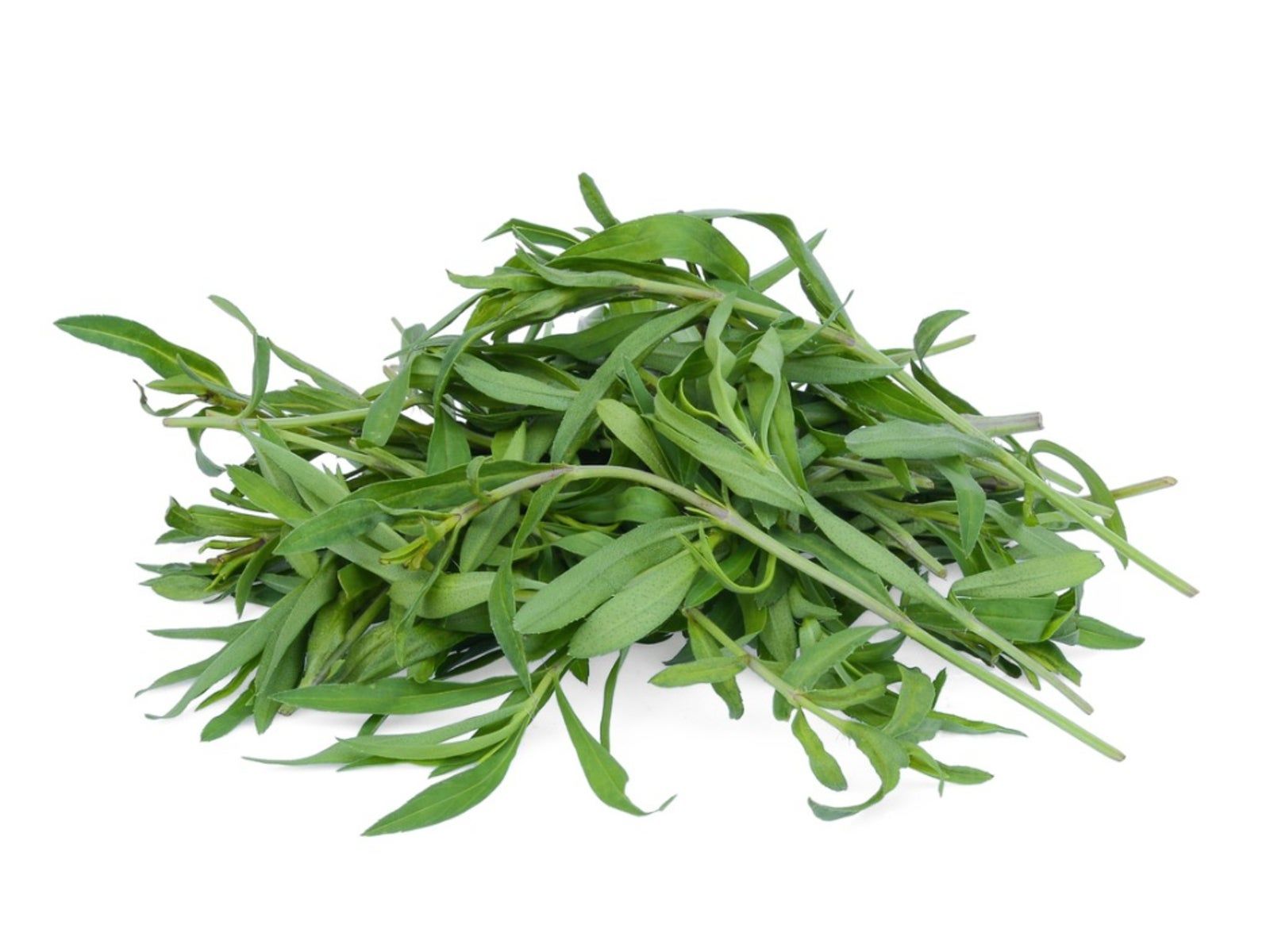 French Tarragon Herbs - How To Grow French Tarragon 