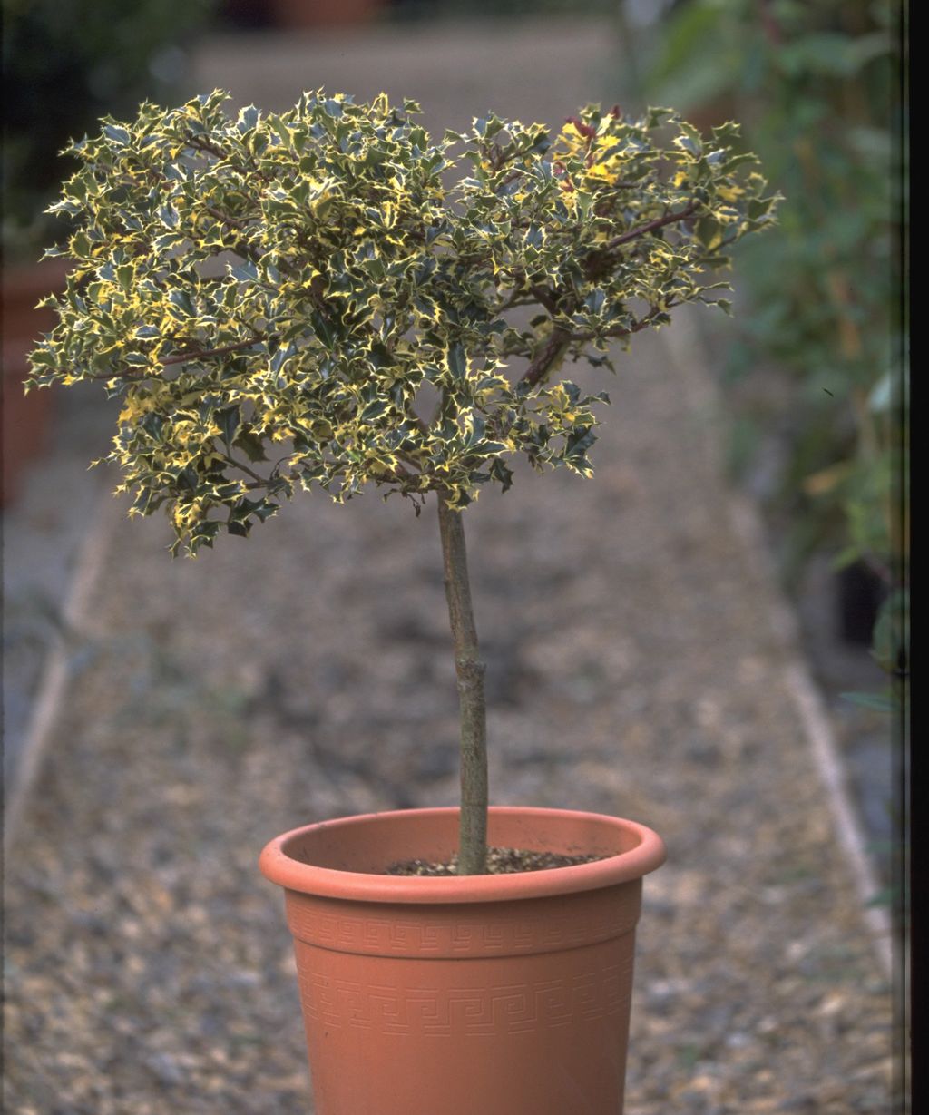 How and when to prune holly bushes for the best results | Gardeningetc