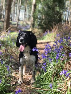 Lilly, in Oversely Woods, Warwickshire. Credit: Sam Gwillym