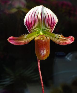 Ladyslipper hybrid, orchid of the genus Paphiopedilum