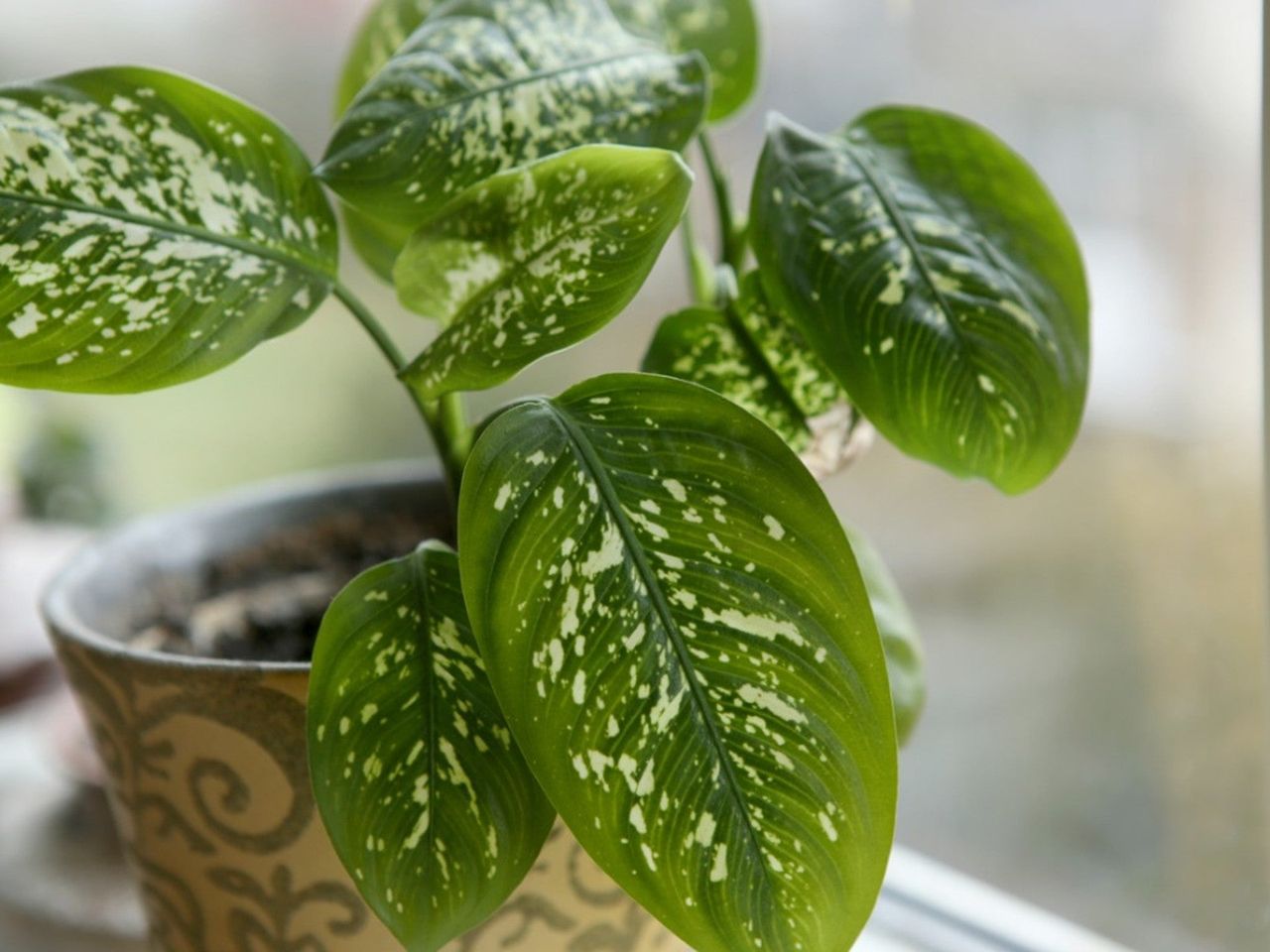 Potted Dieffenbachia Plant