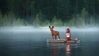 Chihuahua dog on raft on river