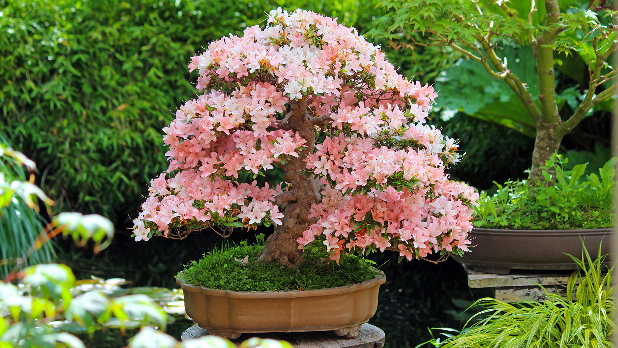 Azalea bonsai tree displayed as centerpiece in garden