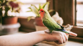 Pet bird perched on child's hand