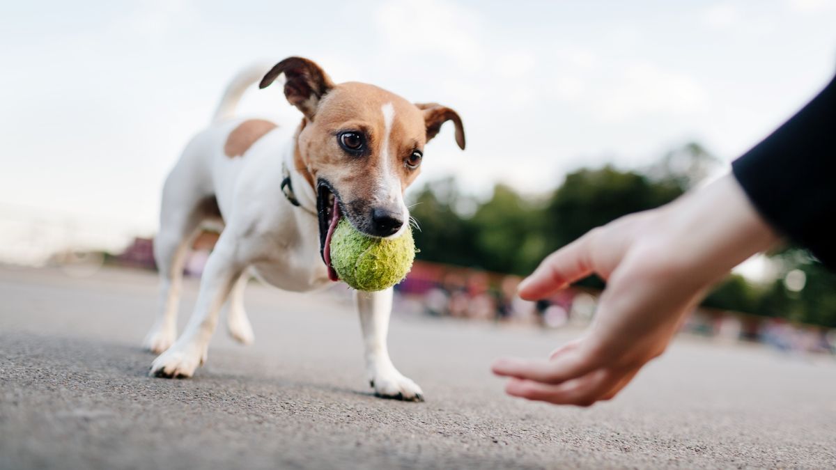 Person&#039;s hand reaching out to Jack Russell who has a tennis ball in his mouth