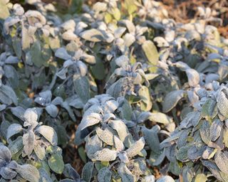 Frost on sage leaves in winter