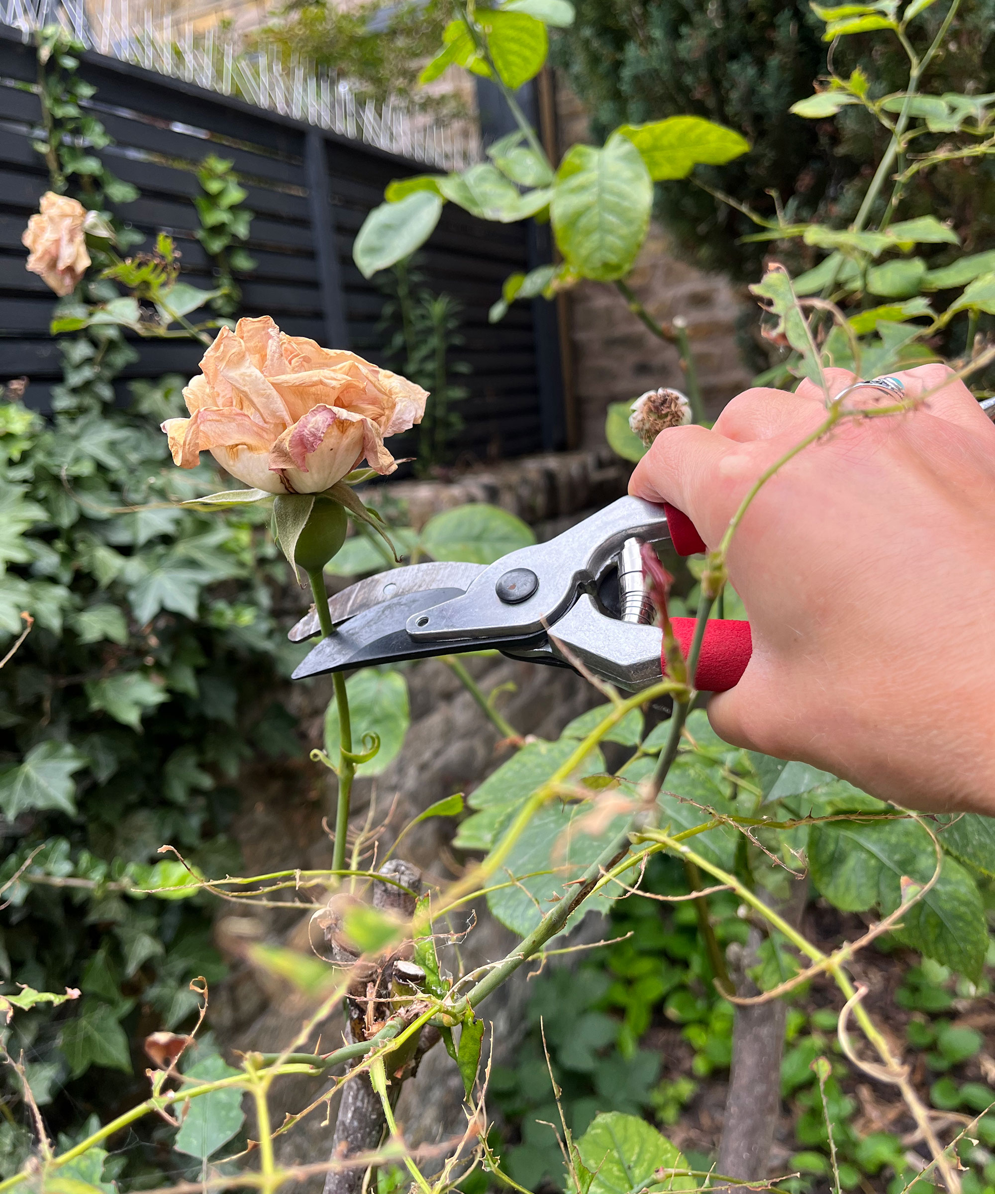 Using secateurs to deadhead roses in summer