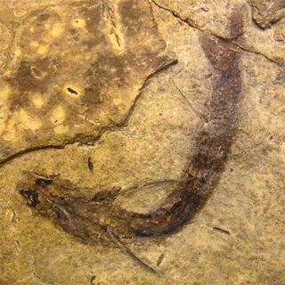 Fish Fossil with Eye Cells Intact