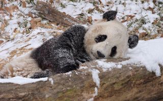 All that playing and Tai Shan, shown here on Jan. 27, 2009, looks a wee-bit tired.