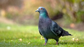 Wood Pigeon