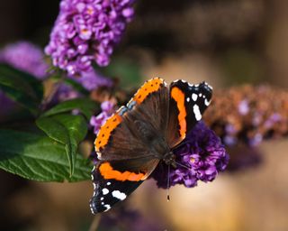 butterfly bush Lo & Behold with butterfly in summer display