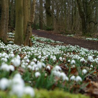 garden with snowdrops