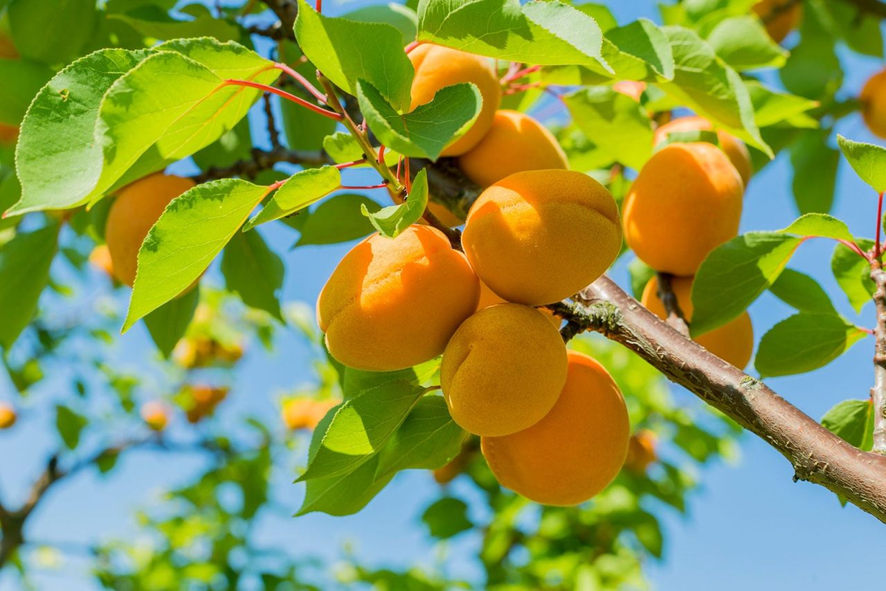 Apricots Growing on Tree