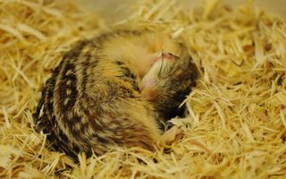 During hibernation, the thirteen-lined ground squirrel dramatically lowers its body temperature to just above freezing.