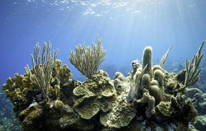 Tropical coral reef scene with fish.