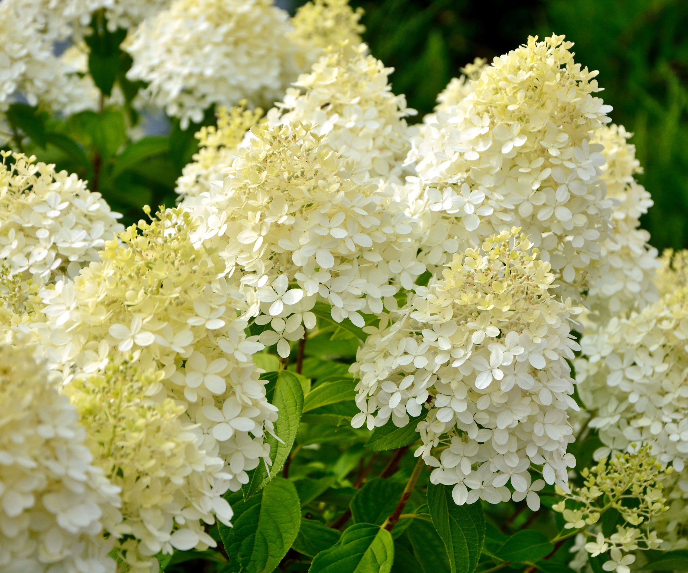 Limelight hydrangea shrub with green white flower heads