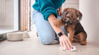 Woman cleaning pee off floor while puppy looks on