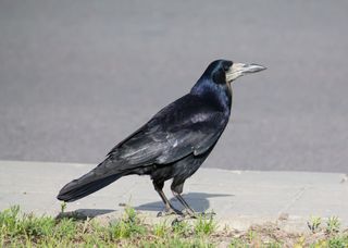 Rooks are smaller than crows and are found in Europe and western Asia.