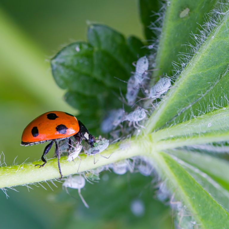 Why experts advise using ladybirds to control aphids | Ideal Home