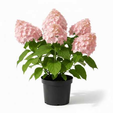 Phantom Hydrangea Tree Live Plant, Panicle Hydrangea, 2.5 Inches Pot, Pink and White Hydrangeas Plant Live for Landscaping, Dormant