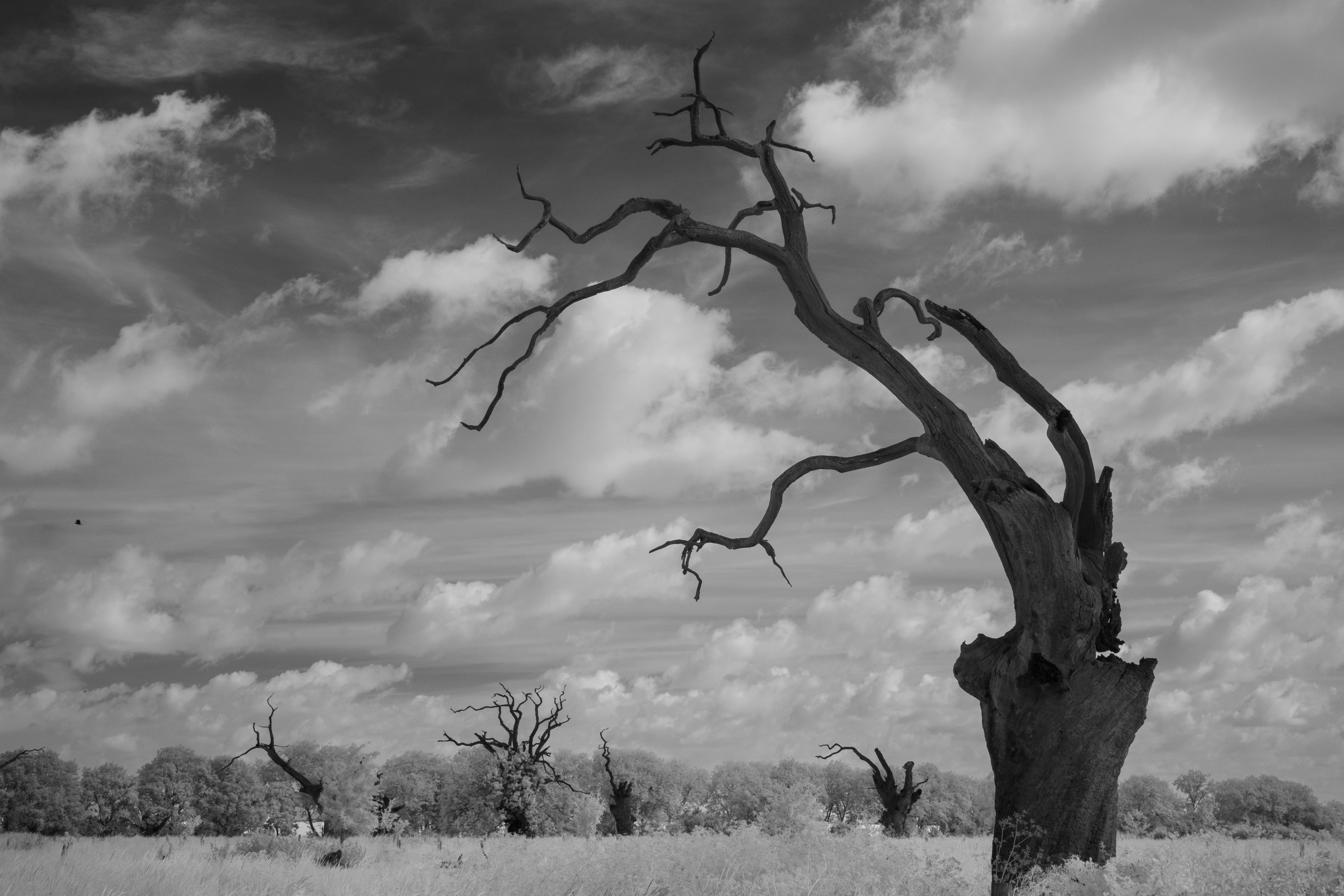 A photo taken on an infrared camera