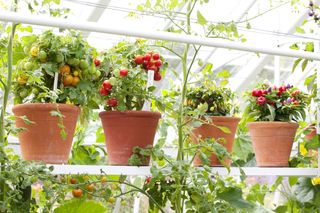 Greenhouse gardening tomatoes