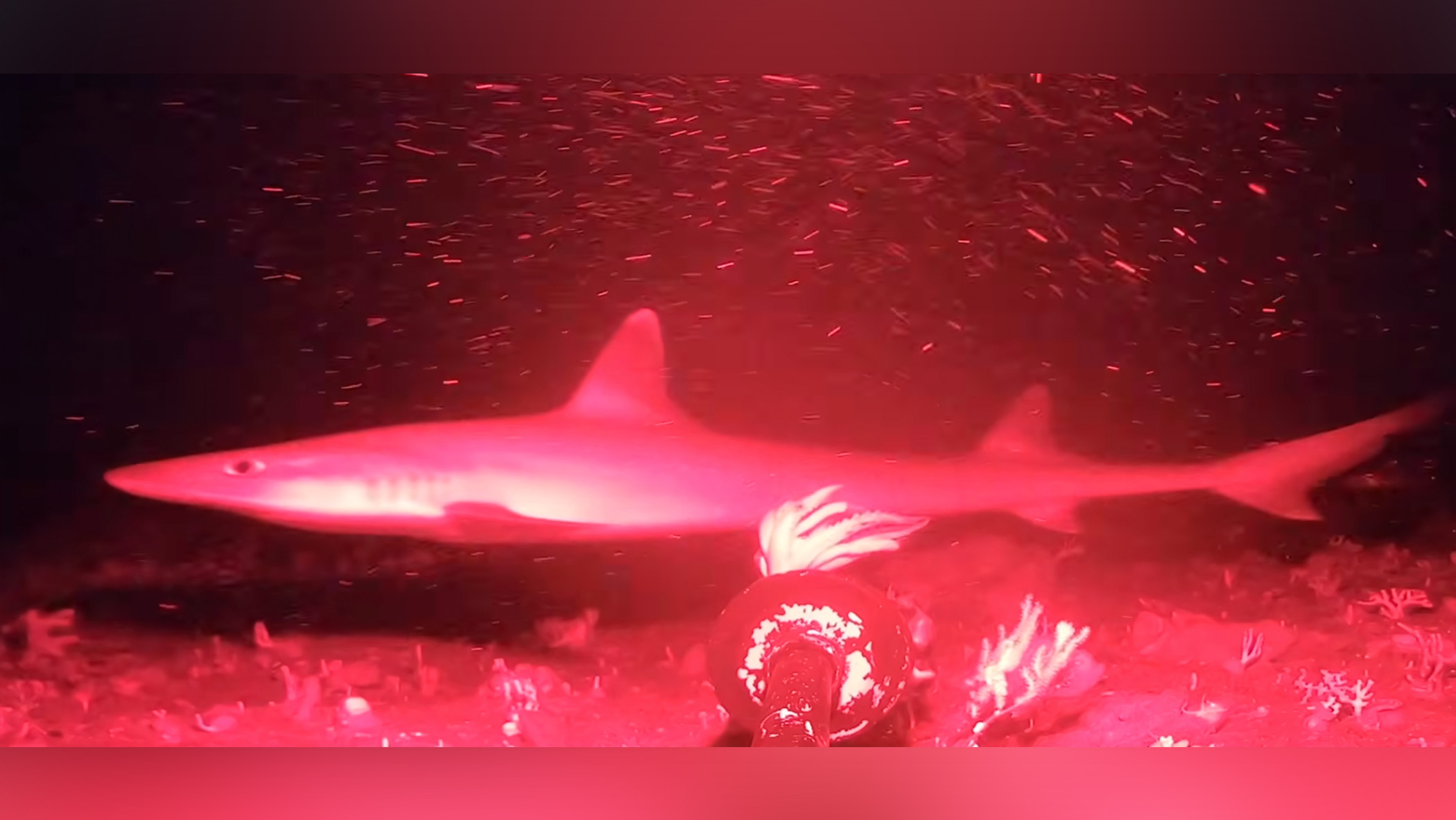 A sea creature swims in the dark depths of the ocean.