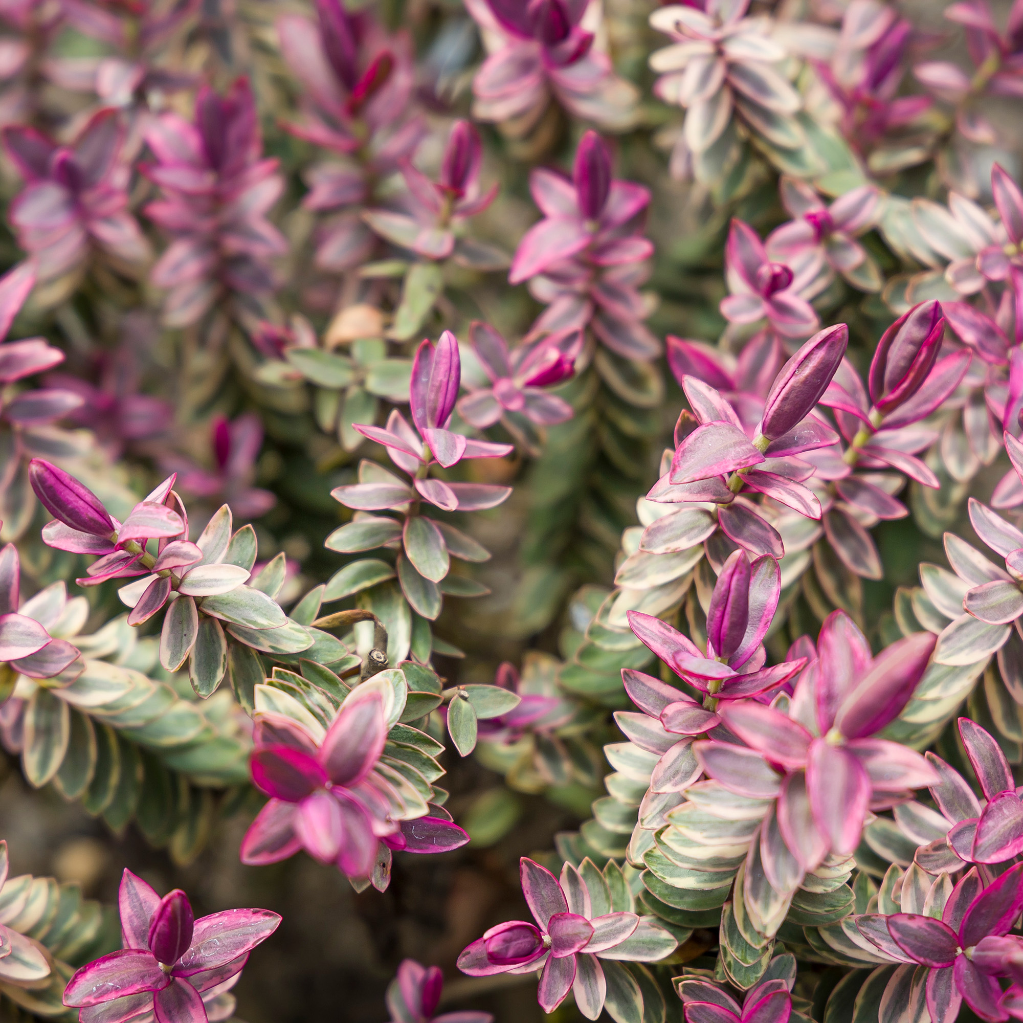 Hebe albicans silver dollar, close up of pink and green variegated leaves in a UK garden