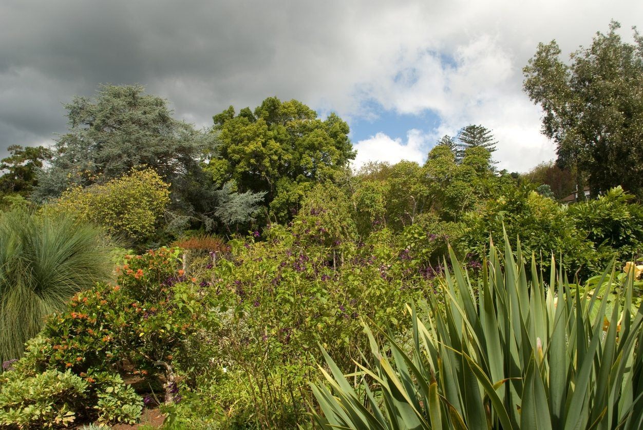 Grey Sky Over Trees And Plants