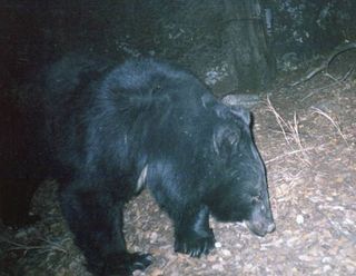 An Asiatic black bear