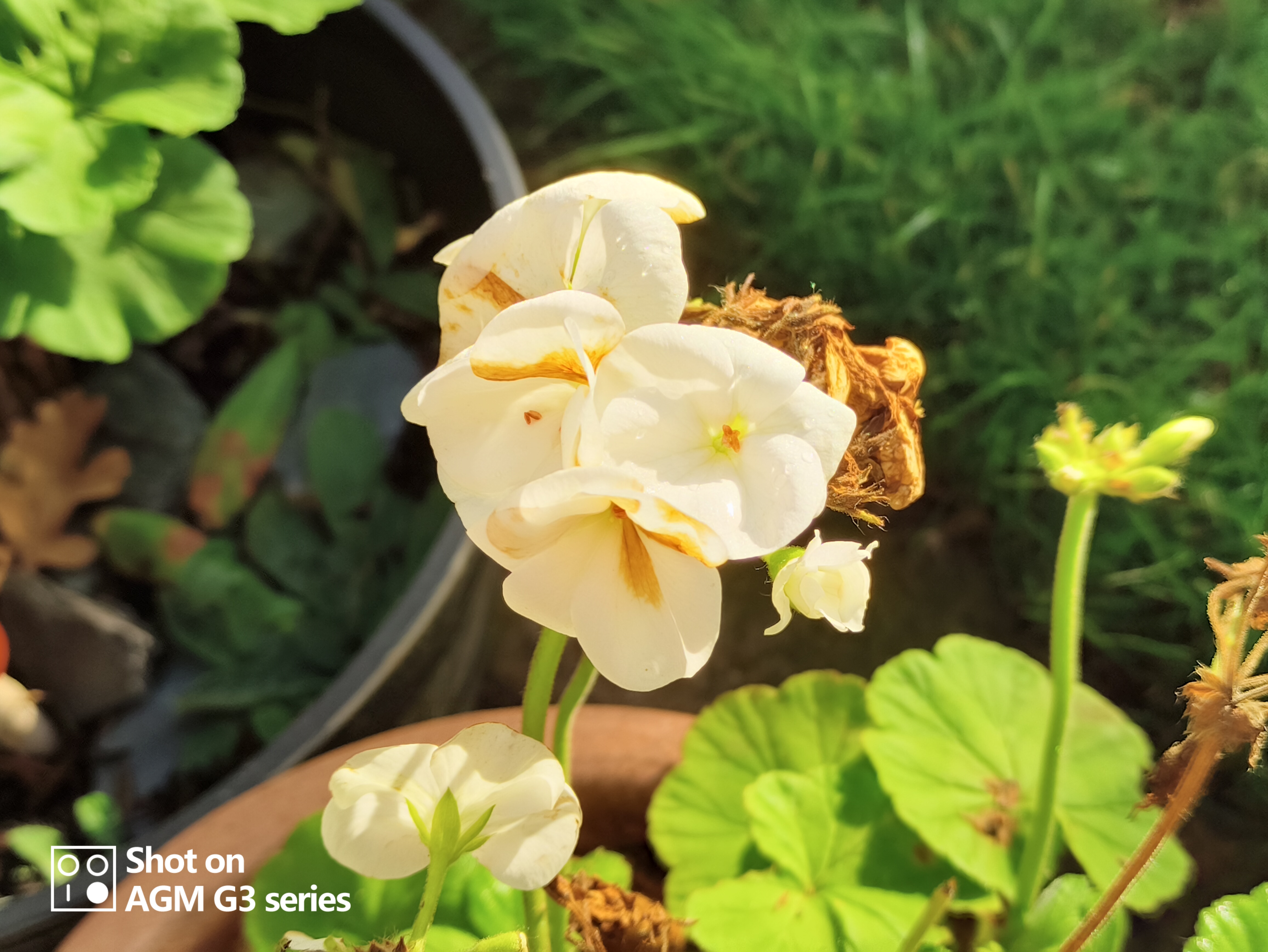 AGM G3 Pro photo and thermal examples