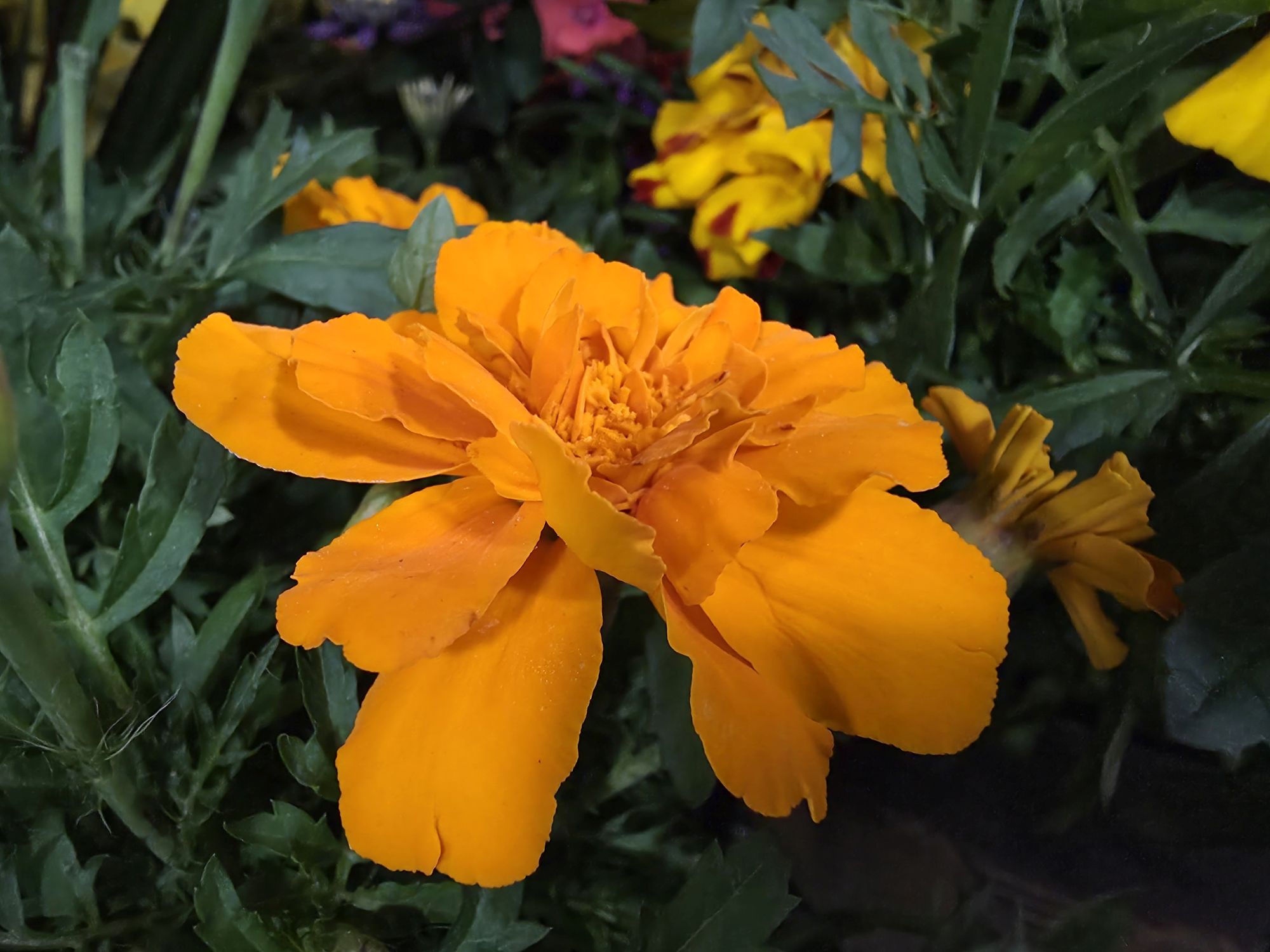 Samsung Galaxy S25 Edge camera sample.