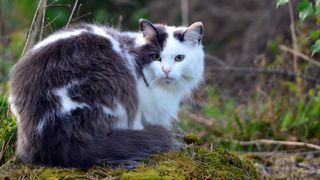 Norwegian Forest Cat sitting on mossy ground