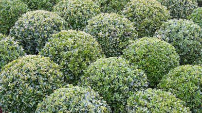 boxwood topiary buxus balls ready for planting