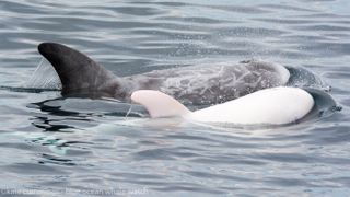 An albino Risso's dolphin swimming with its mom.